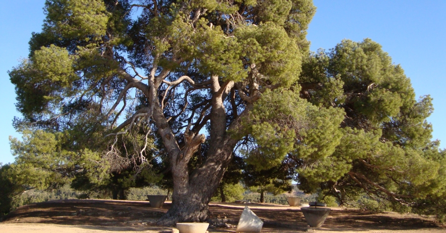 Ruta naturaleza a la Palma dEbre