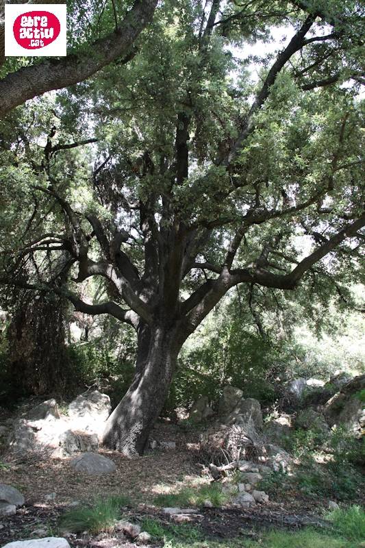 Del Toll del Vidre fins al Mas de Pau | EbreActiu.cat, revista digital d’oci actiu | Terres de l’Ebre ...