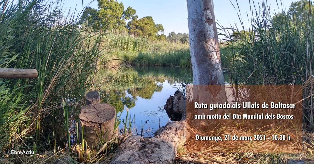 Ruta guiada als Ullals de Baltasar, amb motiu del Dia Mundial dels Boscos