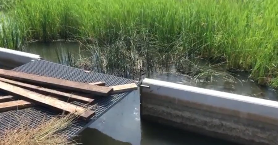 Salinitzen l’aigua de la zona on es van detectar els capgrossos de granota toro | EbreActiu.cat, revista digital d’oci actiu | Terres de l’Ebre ...