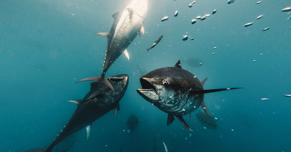 La flota de Balfeg salpa divendres per capturar 2.830 tones de tonyina roja | EbreActiu.cat, revista digital d’oci actiu | Terres de l’Ebre ...