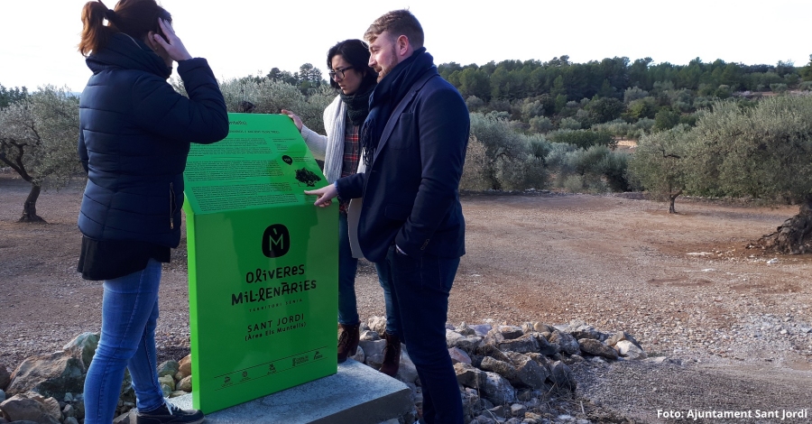 Sant Jordi promociona l’oleoturisme amb la senyalitzaci d’oliveres millenries | EbreActiu.cat, revista digital d’oci actiu | Terres de l’Ebre ...