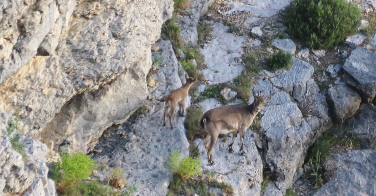 La poblaci de cabra salvatge del Port "es recupera" i la sarna es dona per controlada | EbreActiu.cat, revista digital d’oci actiu | Terres de l’Ebre ...