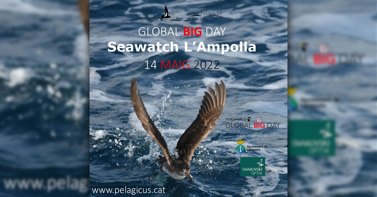 Global Big Day seawatch en LAmpolla