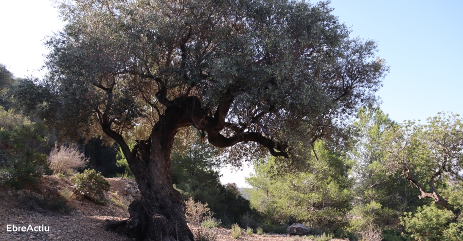 El sector agrari reclama un pressupost mnim i tenir veu en la Llei de protecci d’oliveres monumentals | EbreActiu.cat, revista digital d’oci actiu | Terres de l’Ebre ...