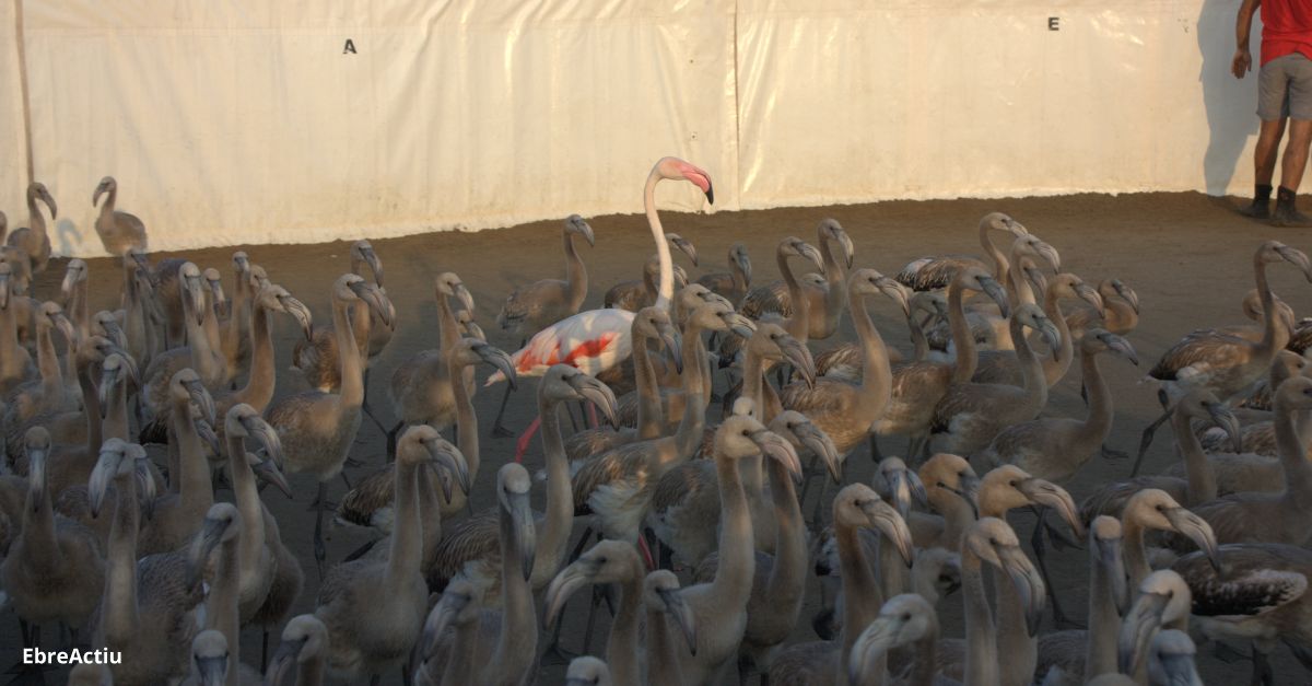 Segon rcord histric de parelles reproductores de flamenc rosat al delta de l’Ebre | EbreActiu.cat, revista digital d’oci actiu | Terres de l’Ebre ...