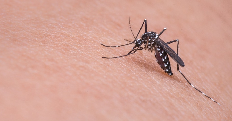 Segon tractament contra a les larves dels mosquits al Delta de l’Ebre | EbreActiu.cat, revista digital d’oci actiu | Terres de l’Ebre ...