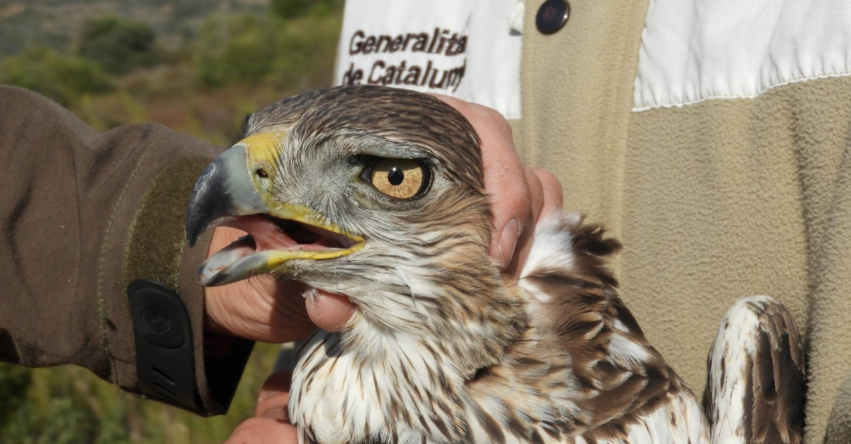 Desestimat el projecte de parc elic Vandells II perqu afecta l’guila cuabarrada | EbreActiu.cat, revista digital d’oci actiu | Terres de l’Ebre ...