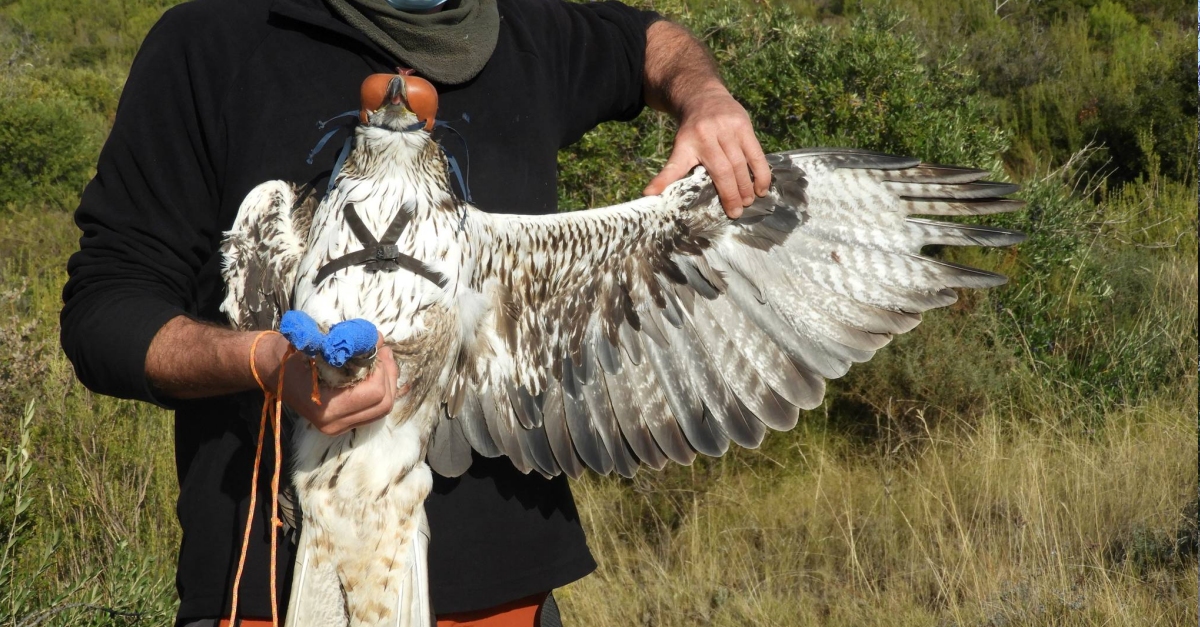 El Parc Natural de Montsant inicia un projecte de radioseguiment d’una parella d’guila cuabarrada | EbreActiu.cat, revista digital d’oci actiu | Terres de l’Ebre ...