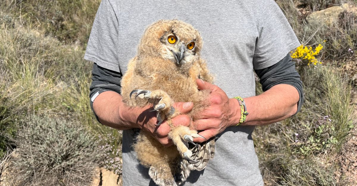 Un estudio realiza un seguimiento pionero durante un ao de 18 ejemplares de duque en Catalunya | EbreActiu.cat, revista digital de ocio activo | Terres de l’Ebre...