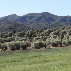 Senderisme a Asc, a la Ribera d’Ebre