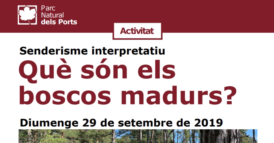 Senderismo interpretativo: Qu son los bosques maduros