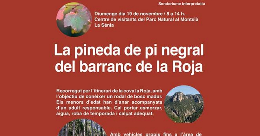 La pineda de pi negral del barranc de la Roja