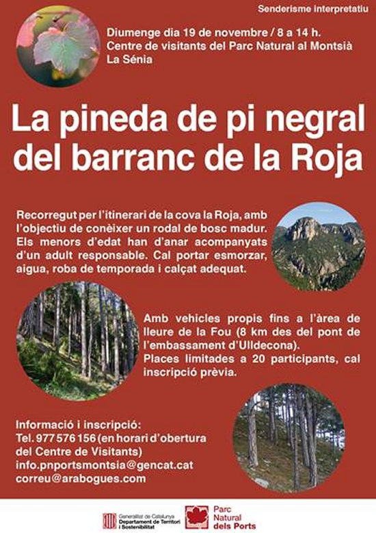 La pineda de pi negral del barranc de la Roja