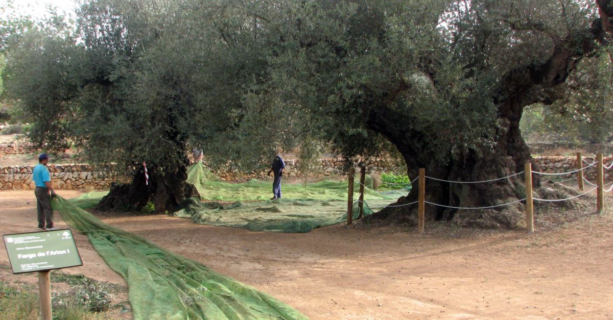 La sequera fa caure en picat la collita de les oliveres millenries, que es quedar en noms 300 litres d’oli | EbreActiu.cat, revista digital d’oci actiu | Terres de l’Ebre ...