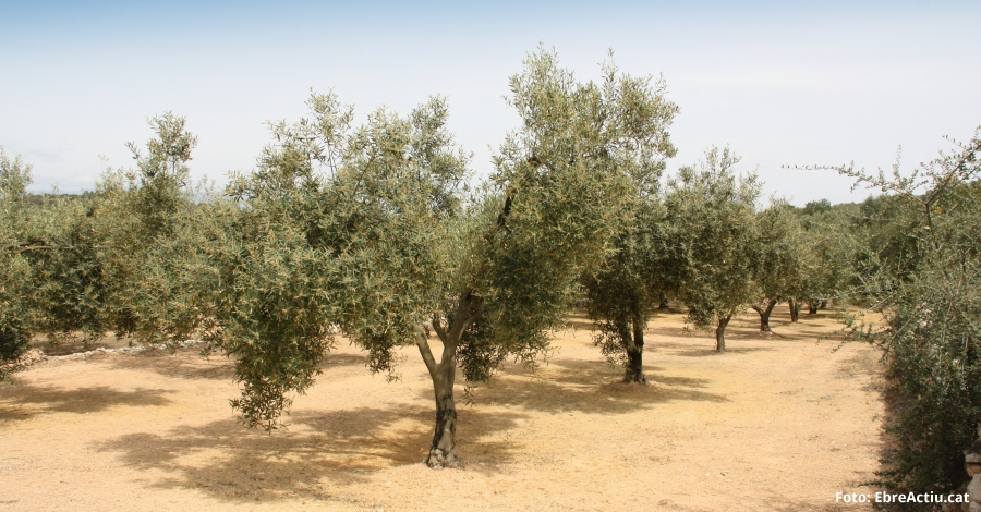 La falta de precipitacions al Baix Ebre i Montsi fa preveure una mala collita d’olives per tercer any consecutiu | EbreActiu.cat, revista digital d’oci actiu | Terres de l’Ebre ...