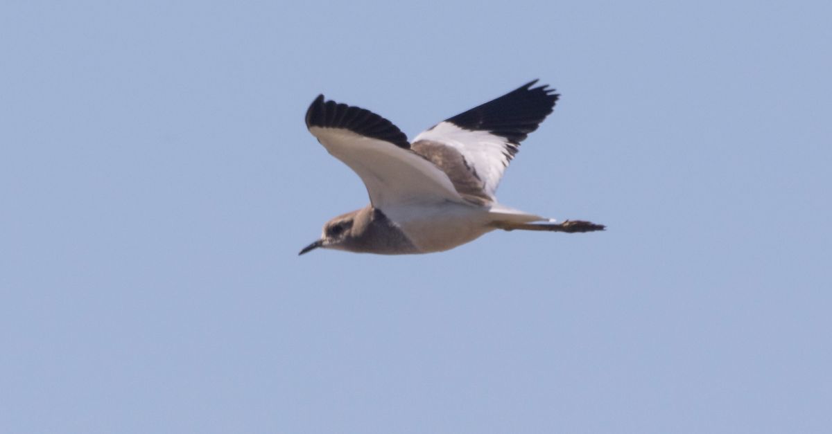 S’observa, per primer cop a la pennsula ibrica, una Fredeluga Cuablanca des del mirador de MnNatura Delta de l’Ebre | EbreActiu.cat, revista digital d’oci actiu | Terres de l’Ebre ...