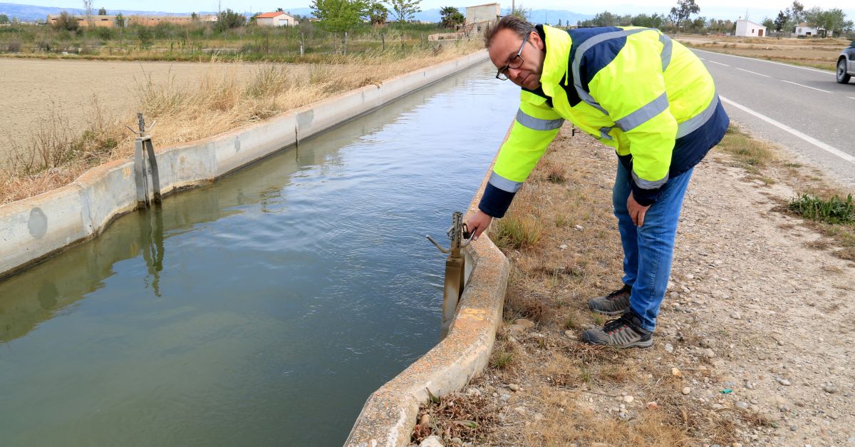 Els arrossars del Delta sinunden sense patir per laigua per amb recels per la salinitat i el caragol maana