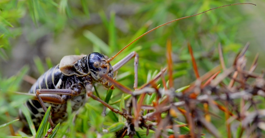 El Parc Natural de Montsant, escenari del primer documental produt a Catalunya per conscienciar de la prdua de biodiversitat | EbreActiu.cat, revista digital d’oci actiu | Terres de l’Ebre ...