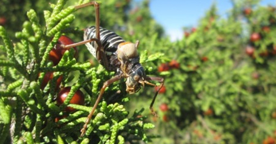 El Parc Natural de Montsant proposar l’estatus de en perill per a la somereta de Montsant | EbreActiu.cat, revista digital d’oci actiu | Terres de l’Ebre ...