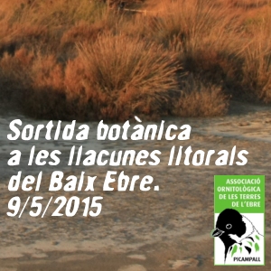 Sortida botnica a les llacunes litorals del Baix Ebre