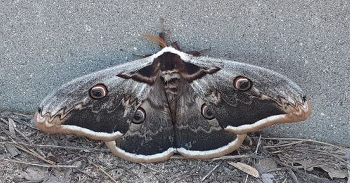 La sorprenent fauna nocturna de Montsant