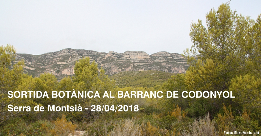 Sortida botnica al barranc de Codonyol