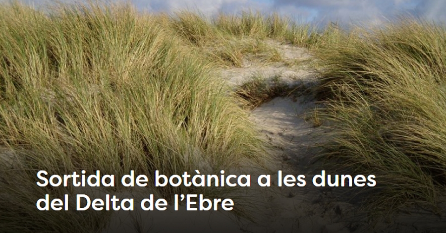 Sortida botnica a les dunes del Delta de lEbre