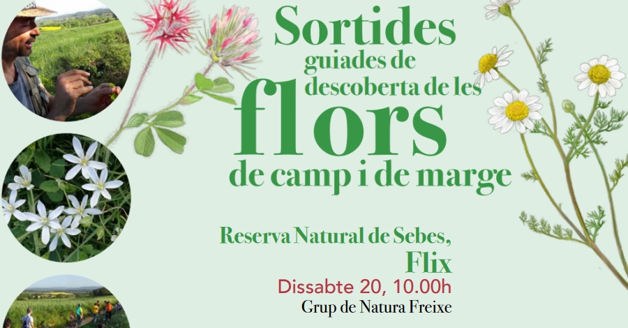 Salida guiada de descubierta de las flores de campo y de margen