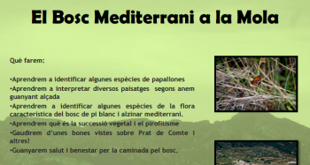 El Bosc Mediterrani a la Mola