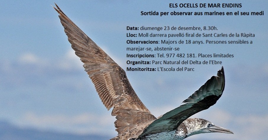 Sortida: Els ocells de mar endins