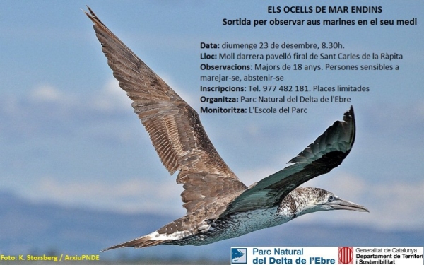 Sortida: Els ocells de mar endins