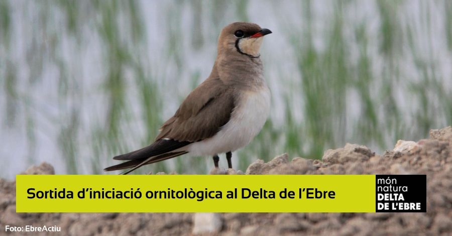 Salida de iniciacin ornitolgica en el Delta del Ebro