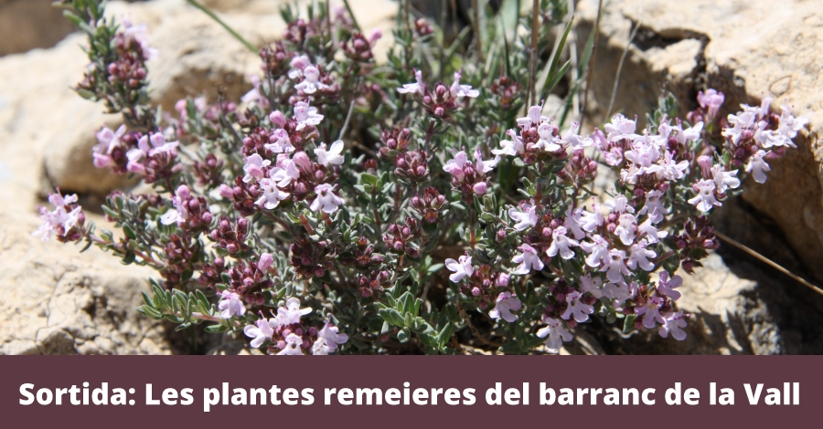 Salida: Las plantas medicinales del barranco de la Vall