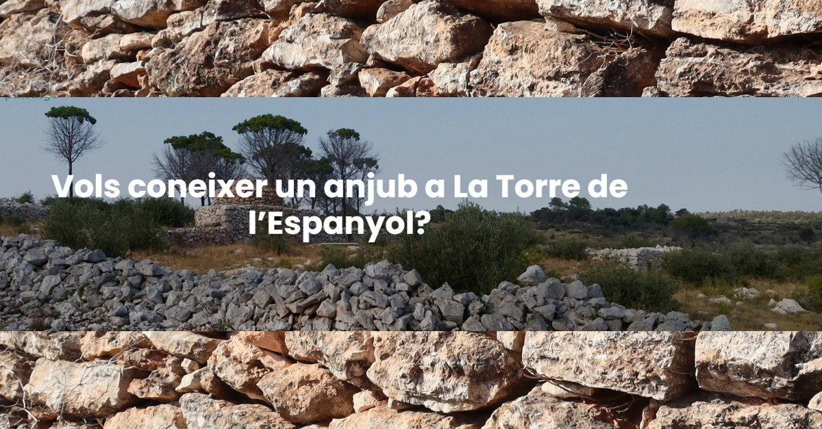 Sortida pel terme de la Torre de l’Espanyol a conixer algun anjub i les seves caracterstiques 