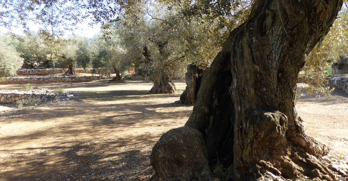 Santa Brbara rebr vuit de les oliveres monumentals que va adquirir la Generalitat de Catalunya | EbreActiu.cat, revista digital d’oci actiu | Terres de l’Ebre ...