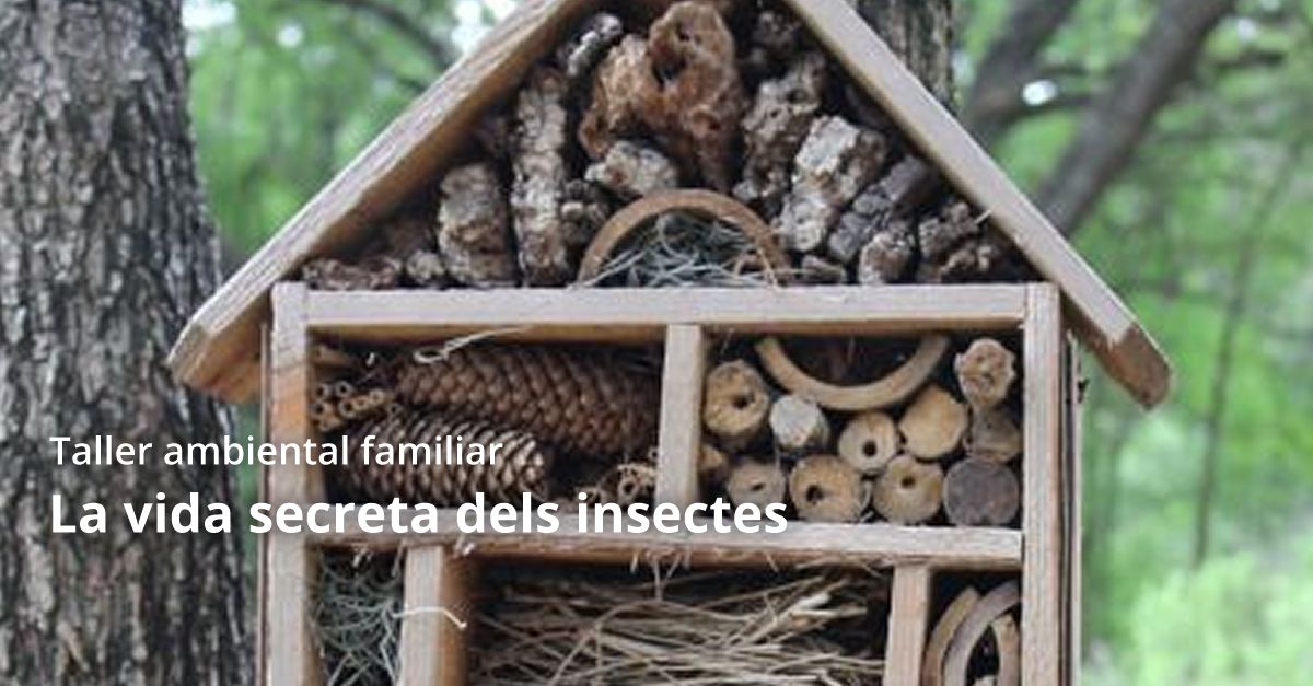 Taller ambiental familiar La vida secreta dels insectes