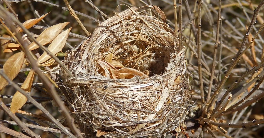 Nius docells: Taller infantil sobre las aves del Delta