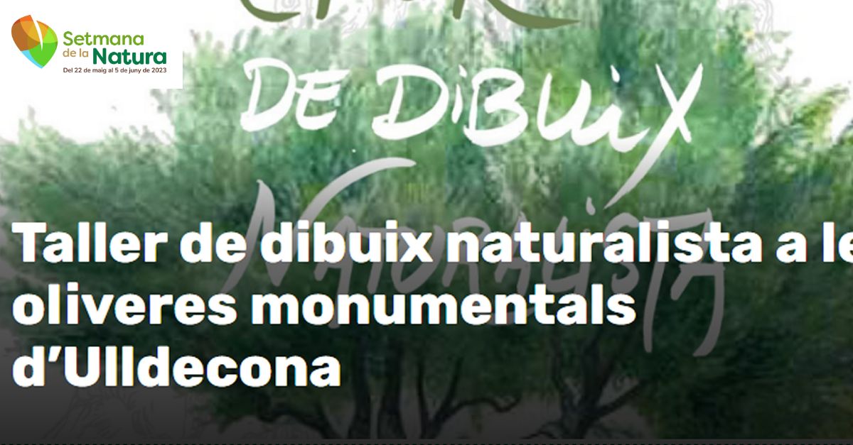 Setmana de la Natura: Taller de dibuix naturalista a les oliveres monumentals dUlldecona