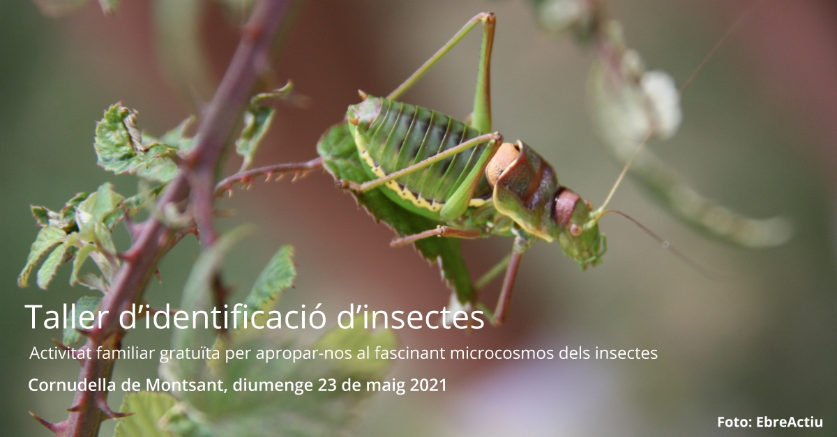 Taller de identificacin de insectos