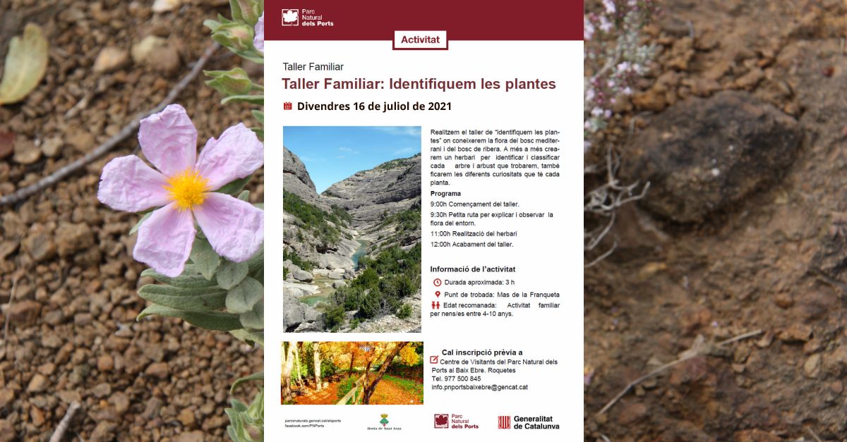 Taller familiar: Identifiquem les plantes