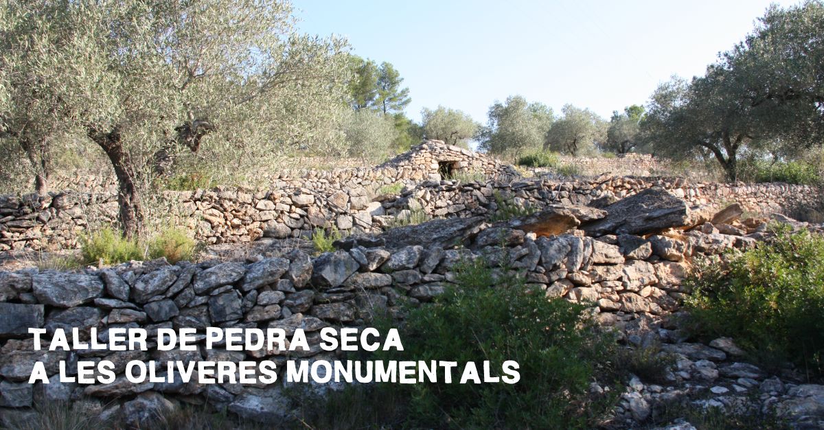 Taller de pedra en sec a les oliveres monumentals