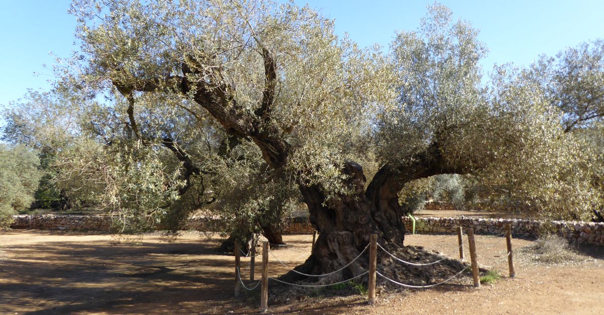 Taller de dibujo naturalista a los Olivos Monumentales de Ulldecona