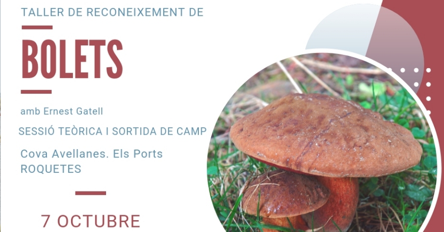 Taller de reconeixement de bolets