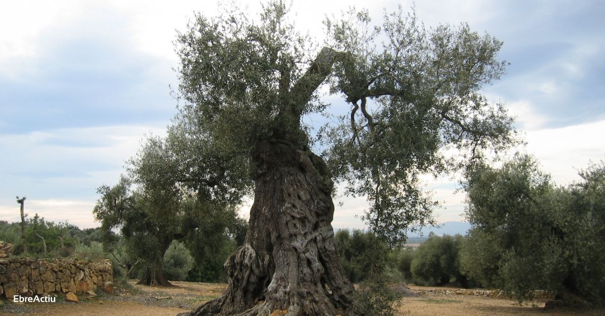 La Taula del Snia participa en un taller virtual de la FAO sobre SIPAM i restauraci d’ecosistemes | EbreActiu.cat, revista digital d’oci actiu | Terres de l’Ebre ...