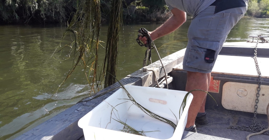 El COPATE realitzar dissabte el tercer tractament per combatre la mosca negra | EbreActiu.cat, revista digital d’oci actiu | Terres de l’Ebre ...