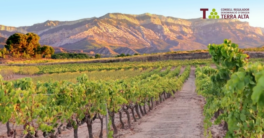 La Terra Alta ser la sede de la edicin 2018 del concurso internacional Grenaches du Monde  | EbreActiu.cat, revista digital de ocio activo | Terres de l’Ebre...