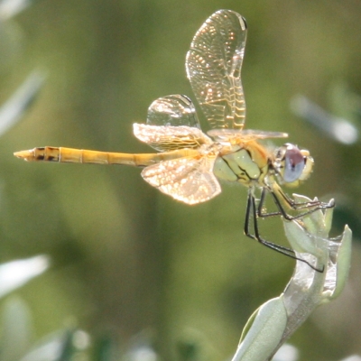 Celebrat el IV Testing de Biodiversitat de les Terres de l’Ebre.