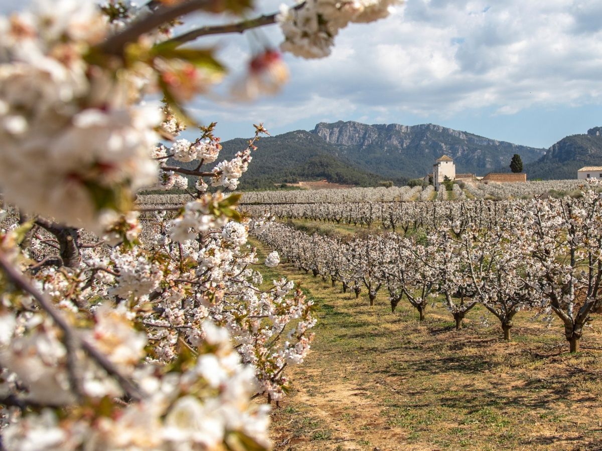 Tivissa, muntanyes d’histria | EbreActiu.cat, revista digital d’oci actiu | Terres de l’Ebre ...