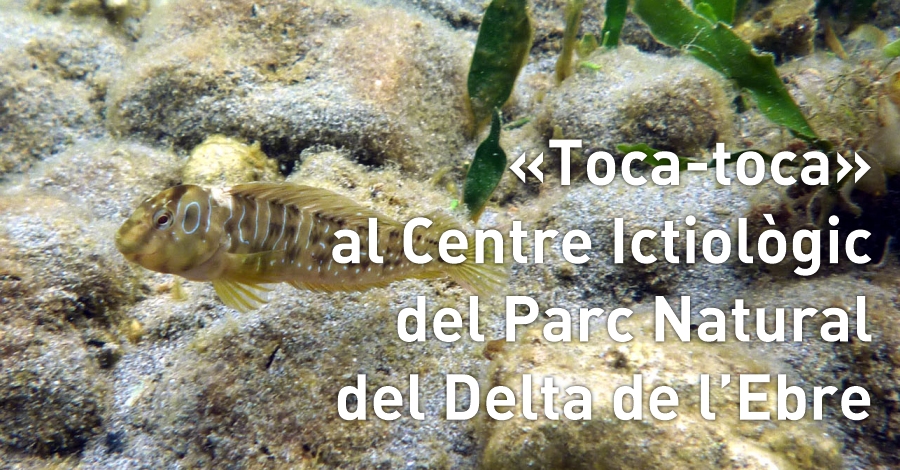 Toca-toca al centre Ictiolgic del Parc 